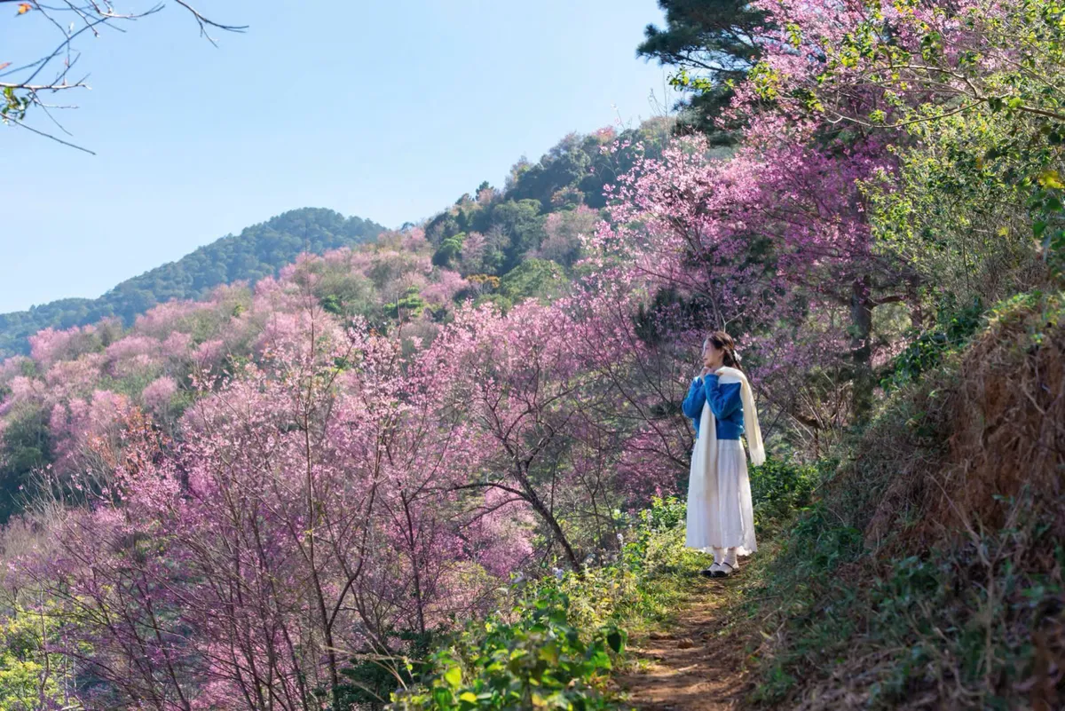 Sắc hồng Mai anh đào lan tỏa khắp Đà Lạt những ngày đầu năm 2026